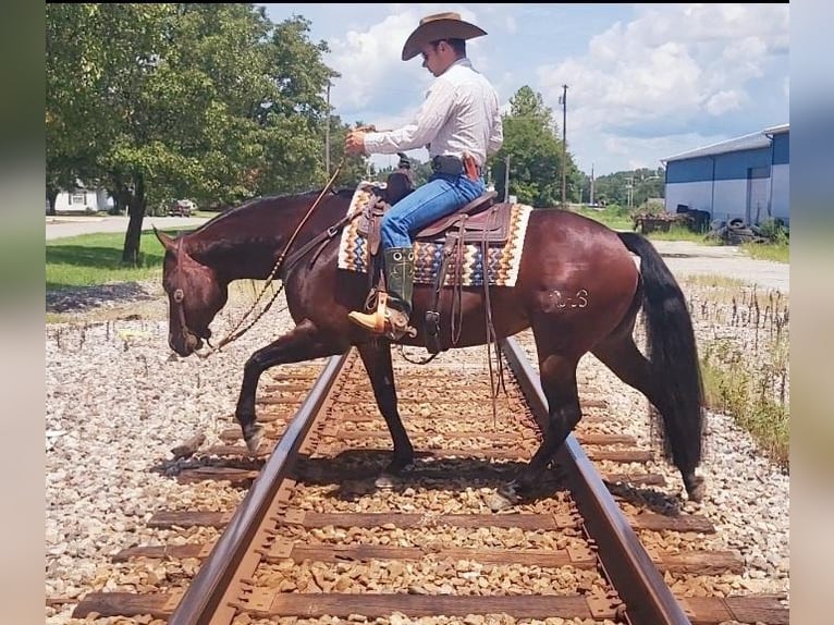 American Quarter Horse Stute 8 Jahre 152 cm Rotbrauner in Robards, KY