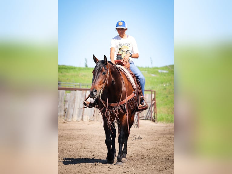 American Quarter Horse Stute 8 Jahre 152 cm Rotbrauner in Thedford