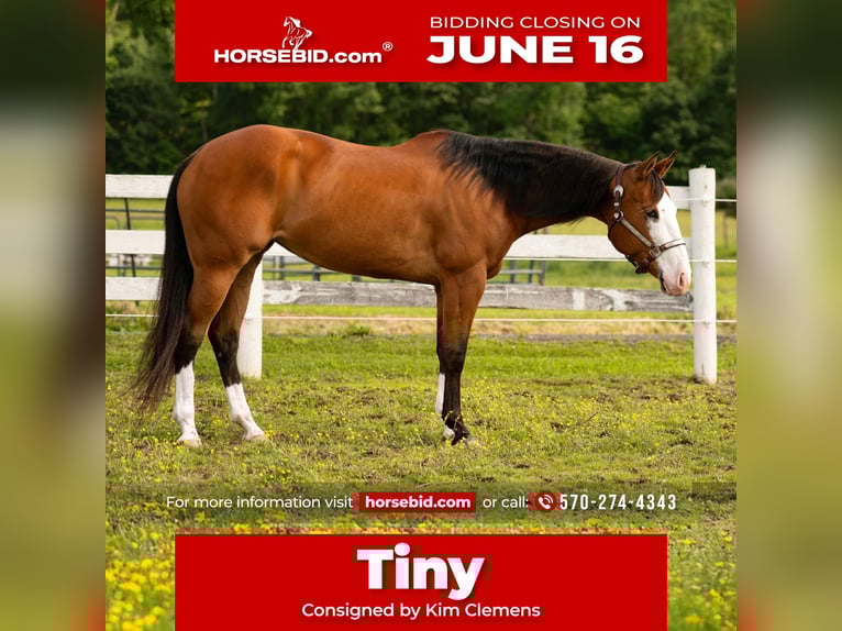 American Quarter Horse Stute 8 Jahre 152 cm Rotbrauner in Paxinos, PA