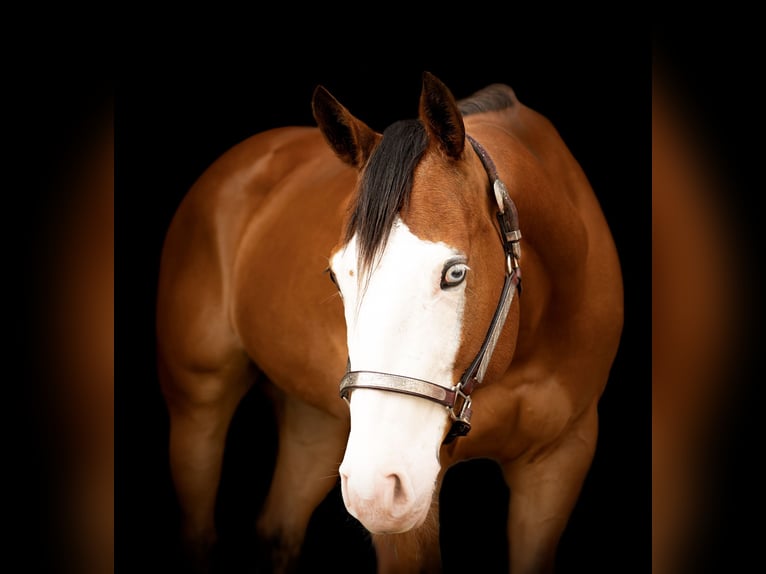 American Quarter Horse Stute 8 Jahre 152 cm Rotbrauner in Paxinos, PA