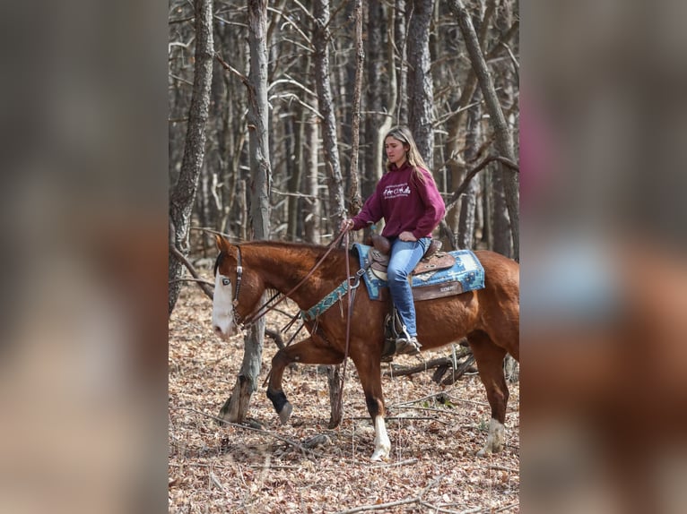 American Quarter Horse Stute 8 Jahre 152 cm Rotbrauner in Paxinos, PA