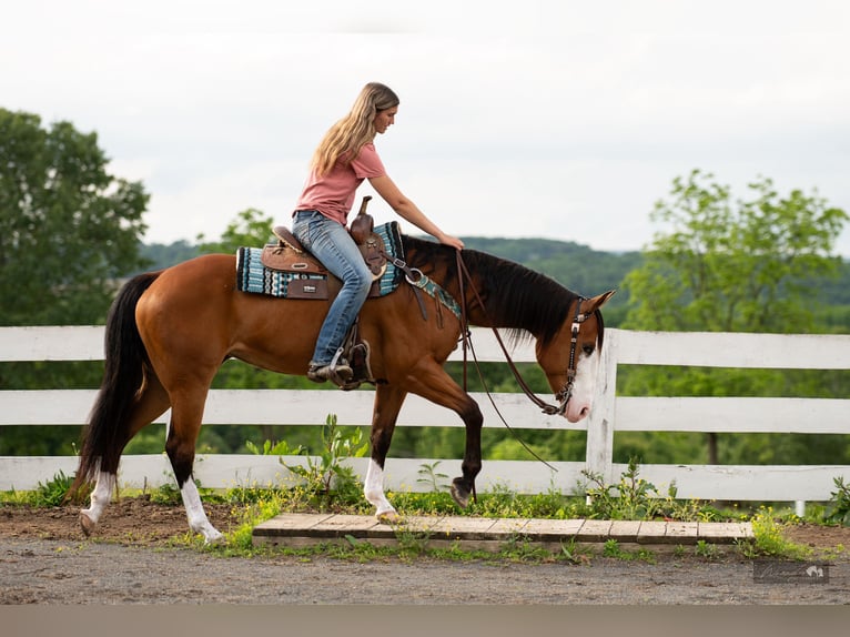 American Quarter Horse Stute 8 Jahre 152 cm Rotbrauner in Paxinos, PA