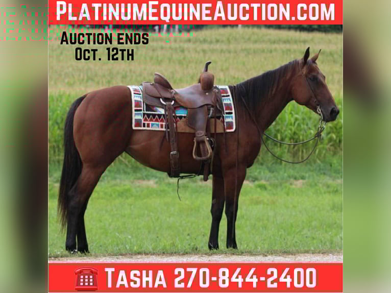 American Quarter Horse Stute 8 Jahre 152 cm Rotbrauner in Henderson KY
