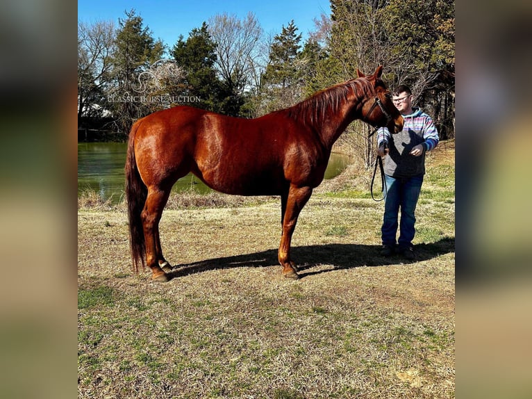 American Quarter Horse Stute 8 Jahre 152 cm Rotfuchs in Fayetteville,AR