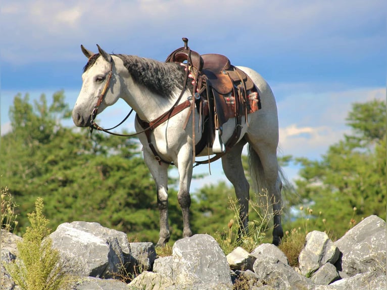 American Quarter Horse Stute 8 Jahre 152 cm Schimmel in Rebersburg