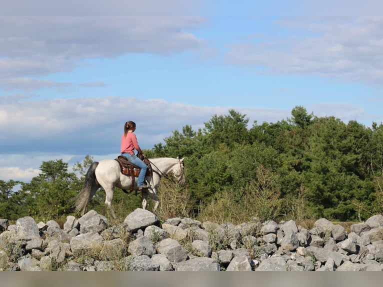 American Quarter Horse Stute 8 Jahre 152 cm Schimmel in Rebersburg