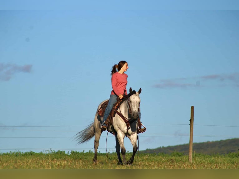American Quarter Horse Stute 8 Jahre 152 cm Schimmel in Rebersburg
