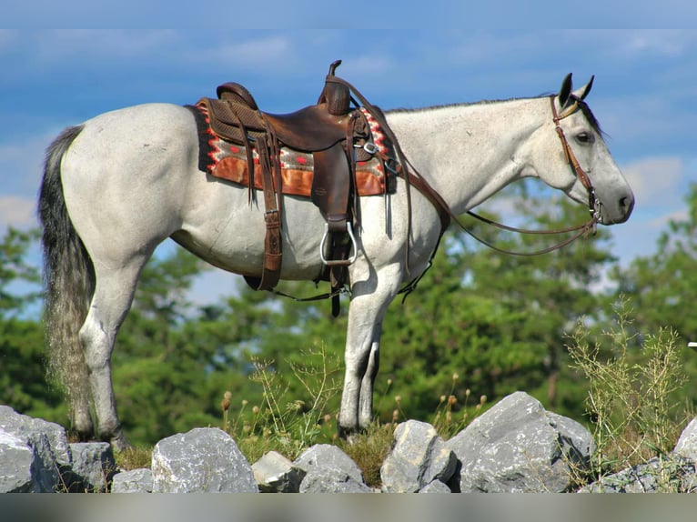 American Quarter Horse Stute 8 Jahre 152 cm Schimmel in Rebersburg