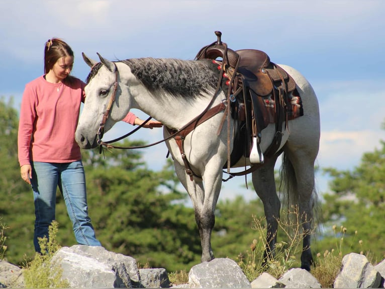 American Quarter Horse Stute 8 Jahre 152 cm Schimmel in Rebersburg