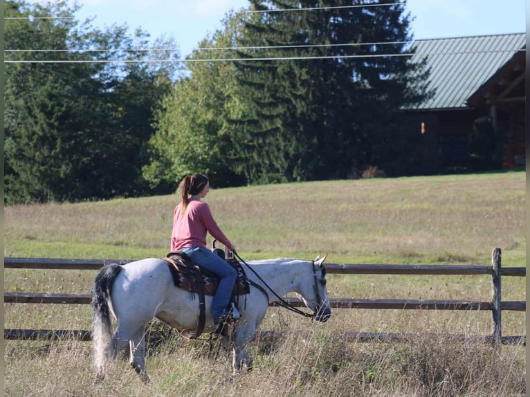 American Quarter Horse Stute 8 Jahre 152 cm Schimmel in Rebersburg