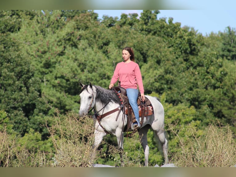 American Quarter Horse Stute 8 Jahre 152 cm Schimmel in Rebersburg