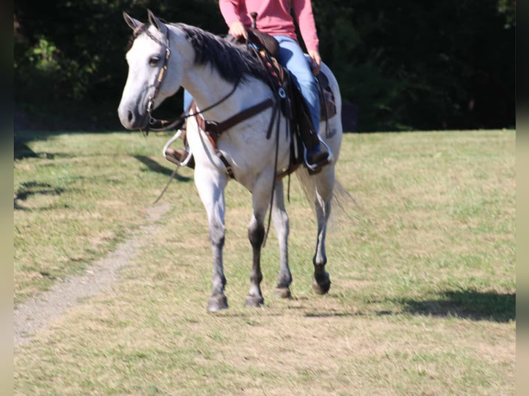 American Quarter Horse Stute 8 Jahre 152 cm Schimmel in Rebersburg