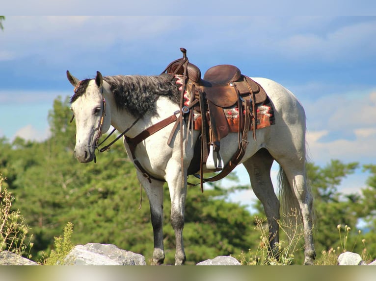 American Quarter Horse Stute 8 Jahre 152 cm Schimmel in Rebersburg