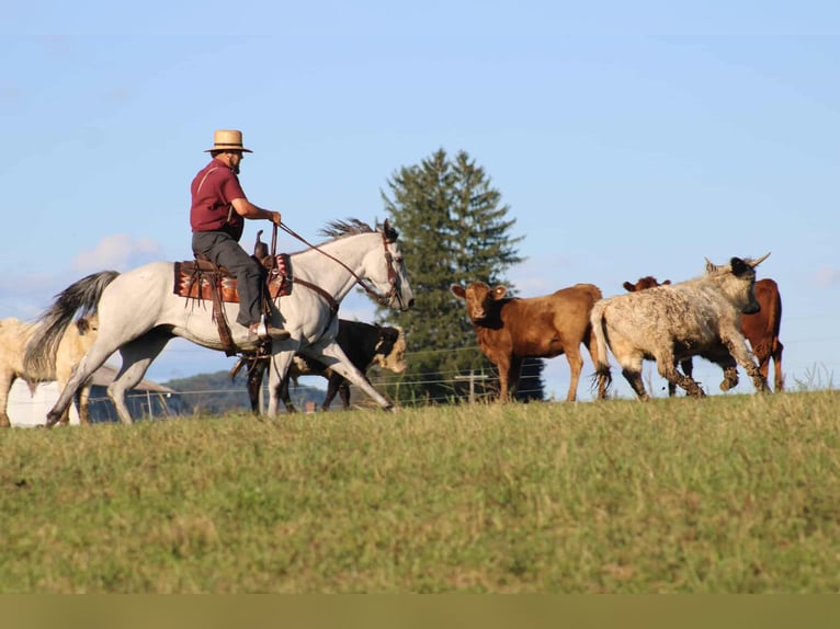American Quarter Horse Stute 8 Jahre 152 cm Schimmel in Rebersburg