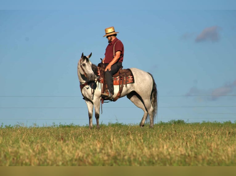 American Quarter Horse Stute 8 Jahre 152 cm Schimmel in Rebersburg