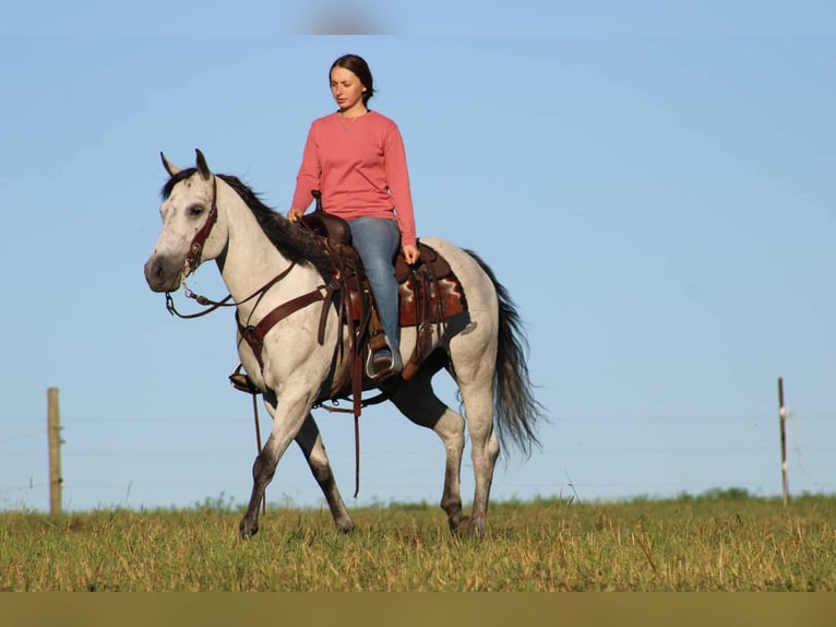 American Quarter Horse Stute 8 Jahre 152 cm Schimmel in Rebersburg