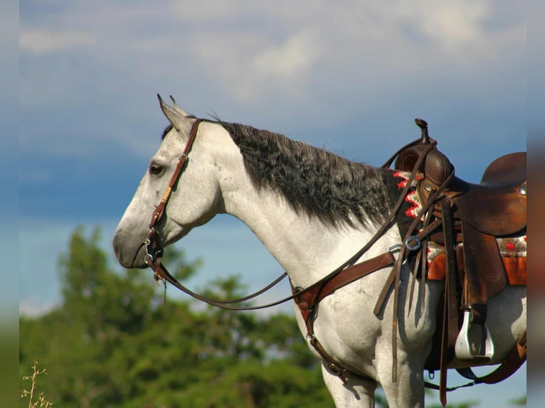 American Quarter Horse Stute 8 Jahre 152 cm Schimmel in Rebersburg
