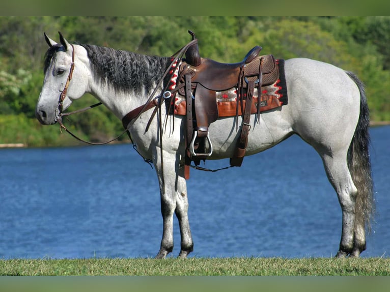 American Quarter Horse Stute 8 Jahre 152 cm Schimmel in Rebersburg