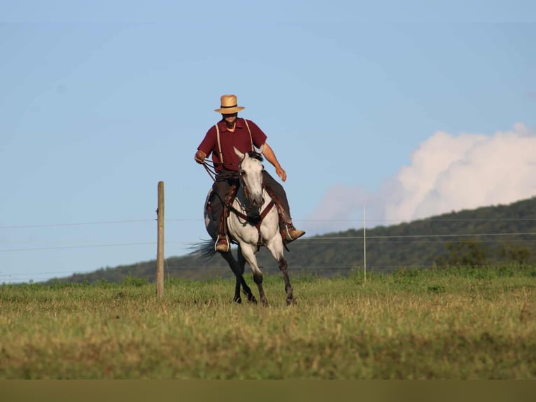 American Quarter Horse Stute 8 Jahre 152 cm Schimmel in Rebersburg