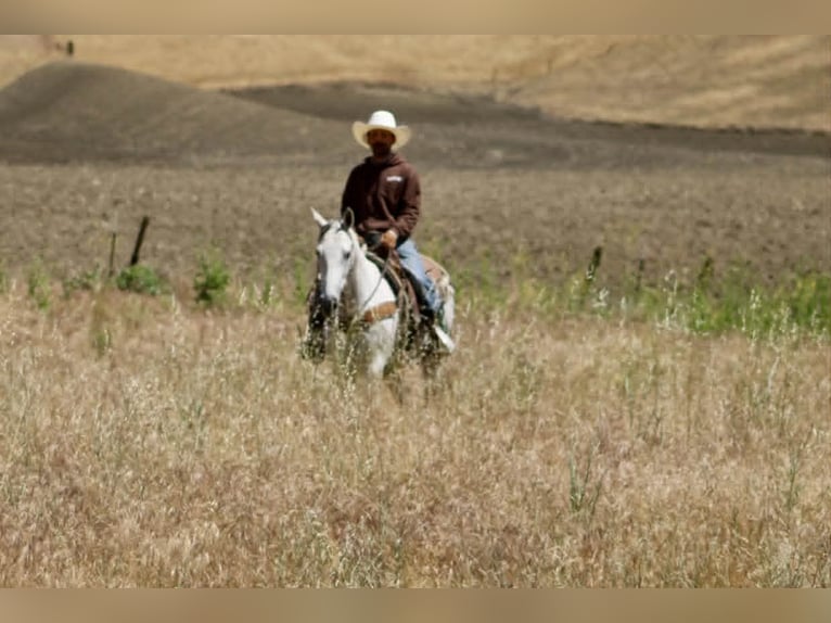 American Quarter Horse Stute 8 Jahre 152 cm Schimmel in Tres Pinos