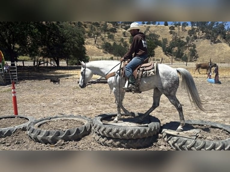 American Quarter Horse Stute 8 Jahre 152 cm Schimmel in Tres Pinos