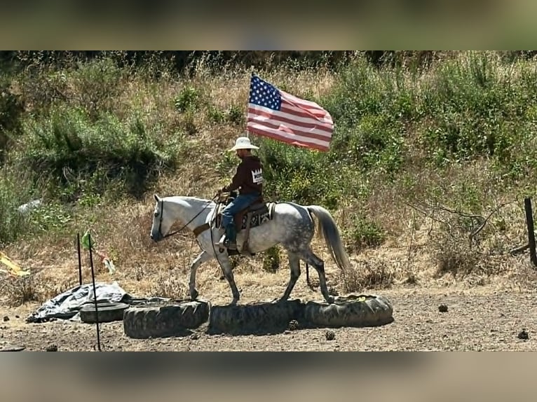 American Quarter Horse Stute 8 Jahre 152 cm Schimmel in Tres Pinos
