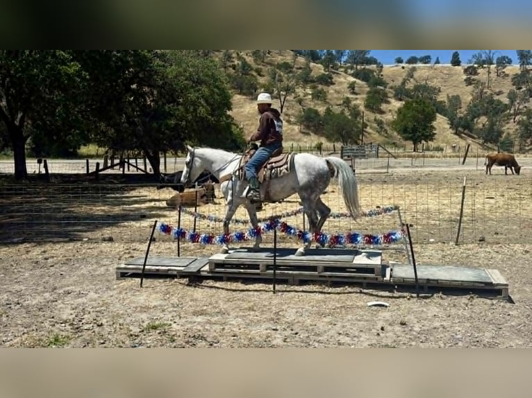 American Quarter Horse Stute 8 Jahre 152 cm Schimmel in Tres Pinos