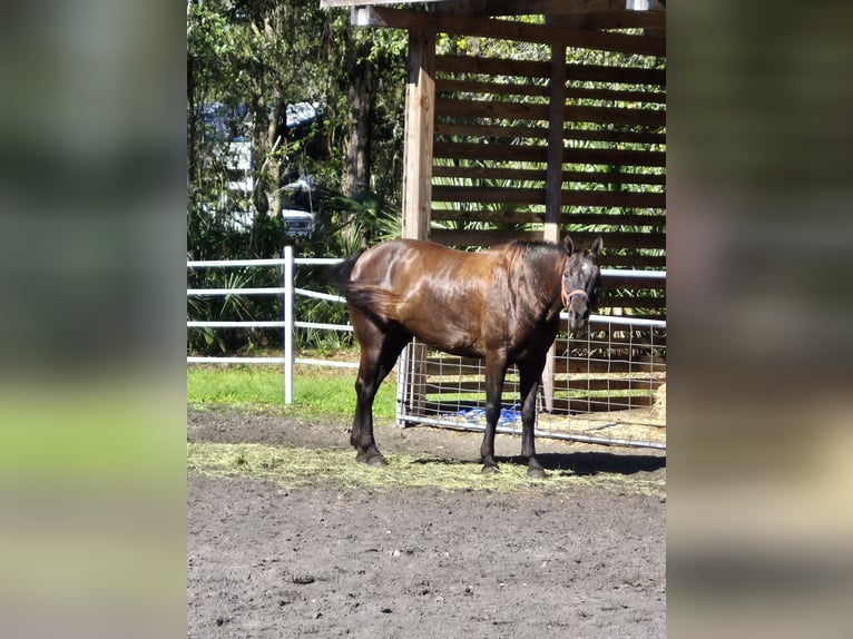 American Quarter Horse Stute 8 Jahre 152 cm Schwarzbrauner in Geneva, FL