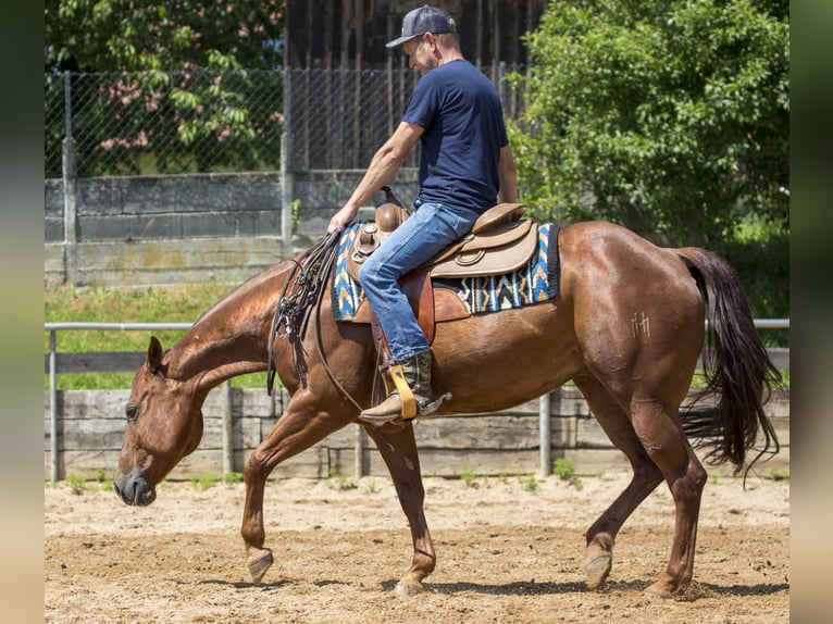 American Quarter Horse Stute 8 Jahre 153 cm Fuchs in Ehingen