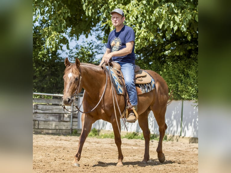 American Quarter Horse Stute 8 Jahre 153 cm Fuchs in Ehingen