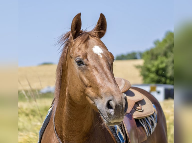 American Quarter Horse Stute 8 Jahre 153 cm Fuchs in Ehingen