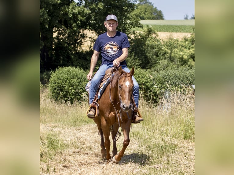 American Quarter Horse Stute 8 Jahre 153 cm Fuchs in Ehingen