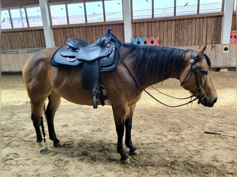 American Quarter Horse Stute 8 Jahre 154 cm Buckskin in Eiselfing