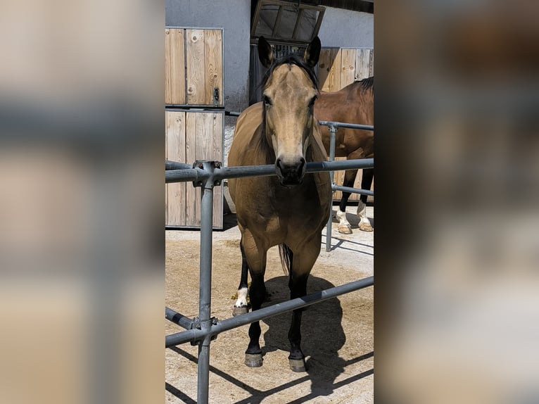 American Quarter Horse Stute 8 Jahre 154 cm Buckskin in Eiselfing