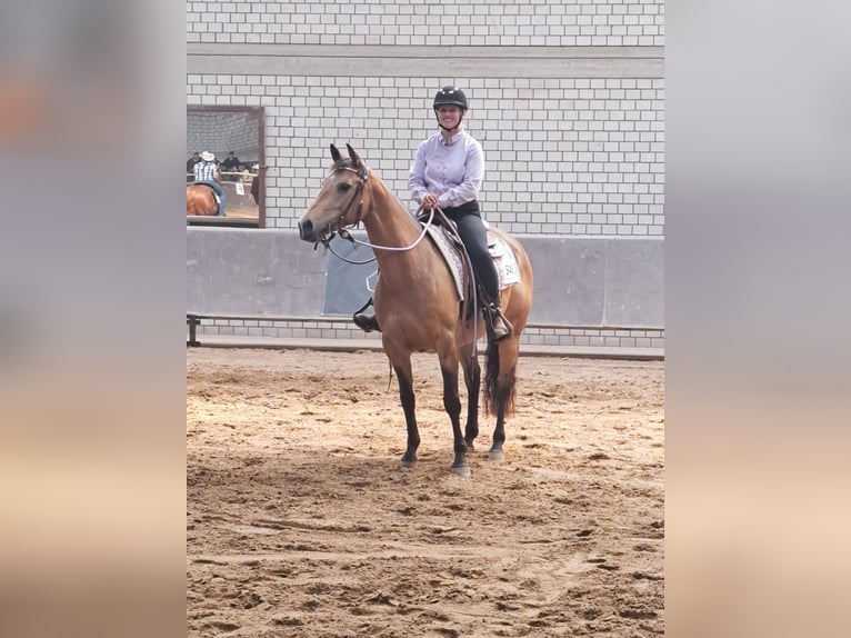 American Quarter Horse Stute 8 Jahre 154 cm Buckskin in Raesfeld