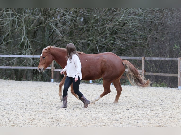 American Quarter Horse Stute 8 Jahre 154 cm Fuchs in Mengerskirchen