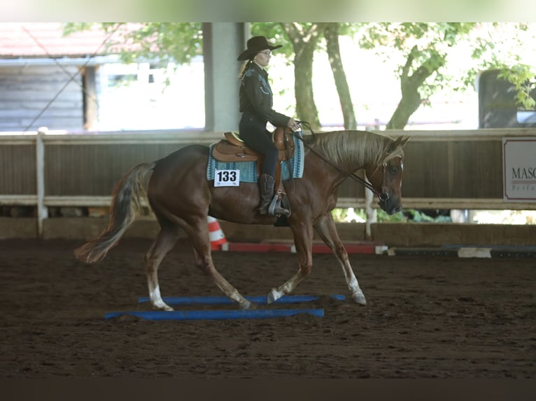 American Quarter Horse Stute 8 Jahre 154 cm Fuchs in Mengerskirchen