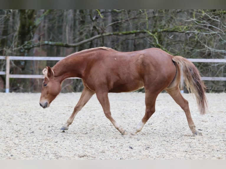 American Quarter Horse Stute 8 Jahre 154 cm Fuchs in Mengerskirchen