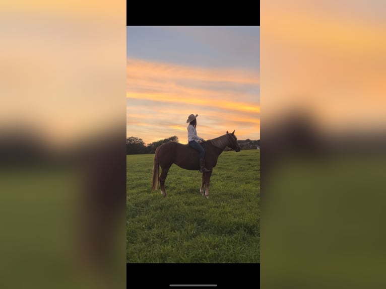 American Quarter Horse Stute 8 Jahre 154 cm Fuchs in Mengerskirchen