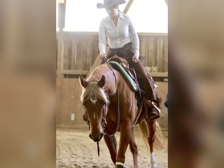 American Quarter Horse Stute 8 Jahre 154 cm Fuchs in Mengerskirchen