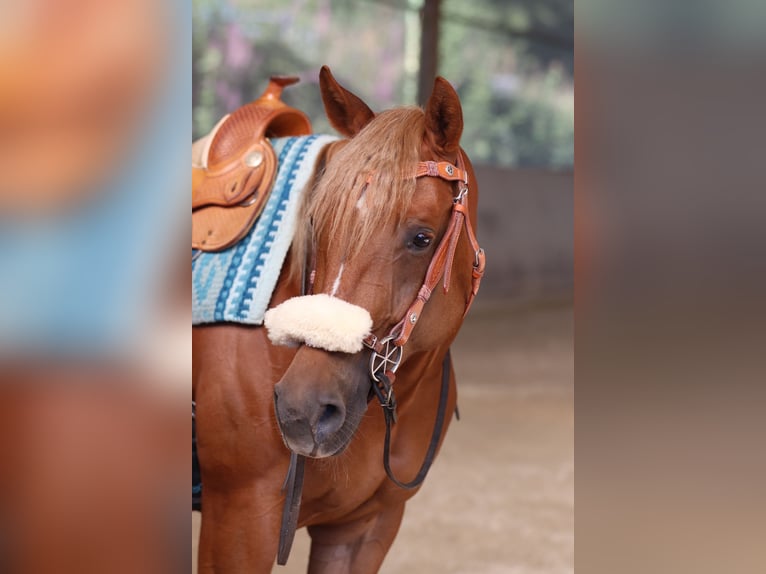 American Quarter Horse Stute 8 Jahre 154 cm Fuchs in Mengerskirchen