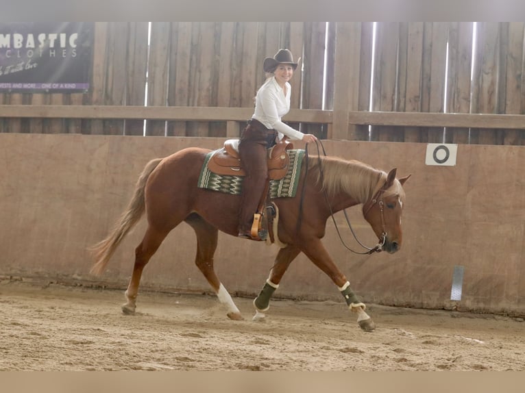 American Quarter Horse Stute 8 Jahre 154 cm Fuchs in Mengerskirchen