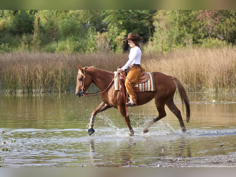 American Quarter Horse Stute 8 Jahre 154 cm Fuchs in Mengerskirchen