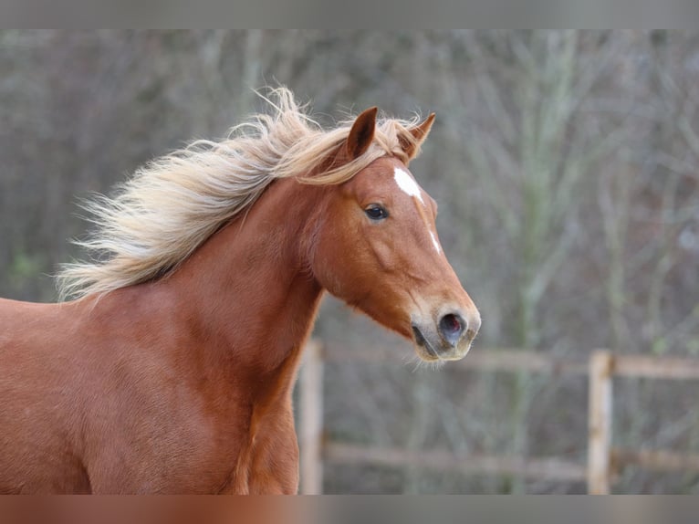 American Quarter Horse Stute 8 Jahre 154 cm Fuchs in Mengerskirchen