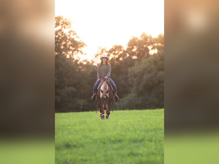 American Quarter Horse Stute 8 Jahre 154 cm Fuchs in Mengerskirchen