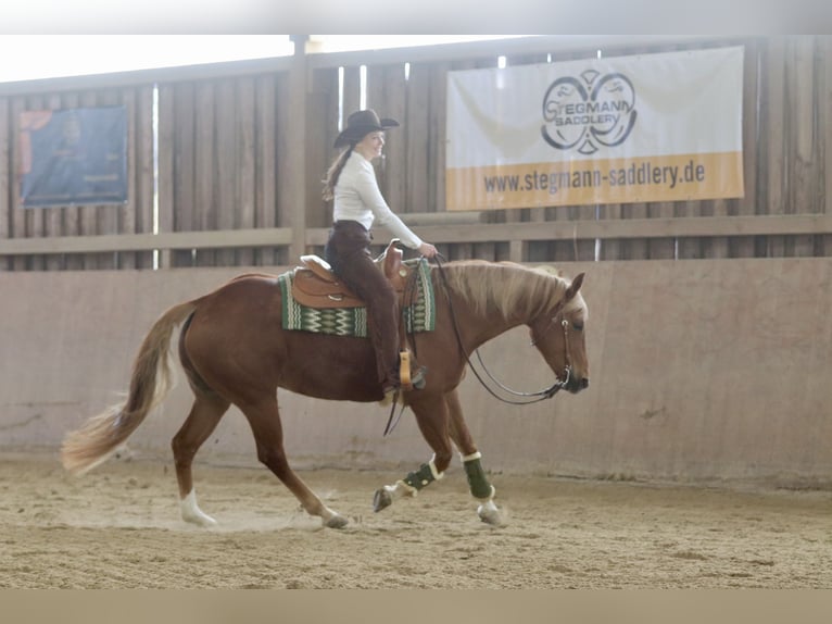 American Quarter Horse Stute 8 Jahre 154 cm Fuchs in Mengerskirchen