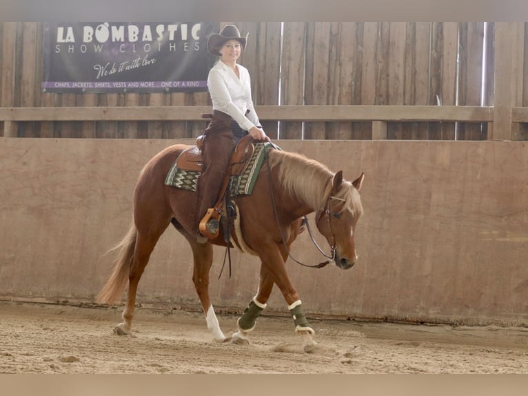 American Quarter Horse Stute 8 Jahre 154 cm Fuchs in Mengerskirchen