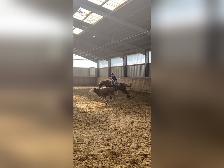 American Quarter Horse Stute 8 Jahre 154 cm Fuchs in Mengerskirchen