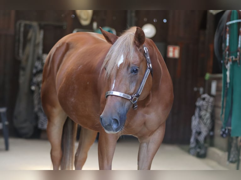 American Quarter Horse Stute 8 Jahre 154 cm Fuchs in Mengerskirchen