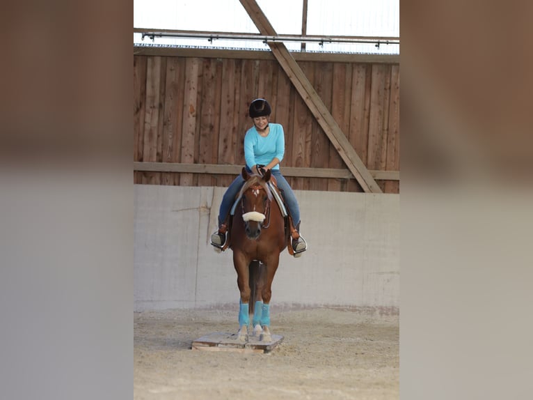 American Quarter Horse Stute 8 Jahre 154 cm Fuchs in Mengerskirchen